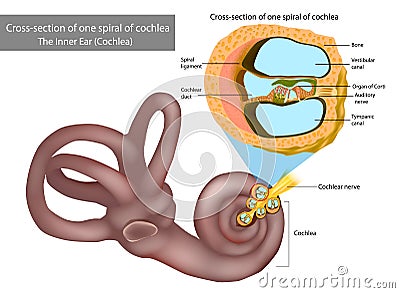 The Inner Ear Cochlea. Cross-section of one spiral of cochlea. Organ of Corti, the sensory organ of hearing. Spiral Vector Illustration