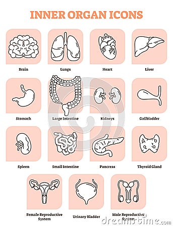 Inner organ icons vector illustration collection set. Labeled medical and anatomical human brain, lungs, heart, liver and stomach. Vector Illustration