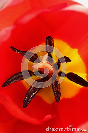 The inner surface of the red tulip and stamens. Stock Photo