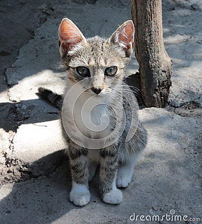 Innocent baby cat Stock Photo