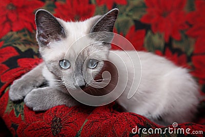 Innocent Eyes Stock Photo