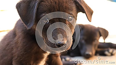 Innocent small stray puppy Stock Photo