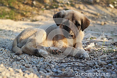innocent stray puppy Stock Photo