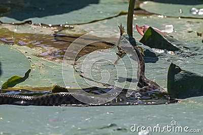 Innocuous snake hunting on the frog. Volga. Stock Photo