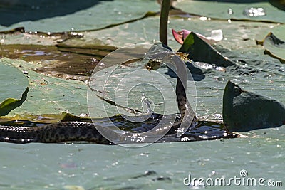 Innocuous snake hunting on the frog. Volga. Stock Photo
