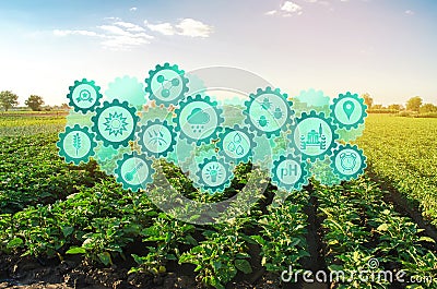 Innovative technology pictogram on green farm aubergine fields on an sunny day. Agricultural startups, improvements, digitalizatio Stock Photo