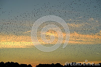 An innumerable amount of birds flying in patterns at sunset preparing for the migration southward Stock Photo