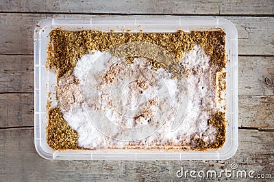 Inoculated fruiting mushroom substrate into a plastic box, homemade fungiculture Stock Photo