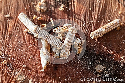 Inoculated mycelial wooden pellets on a beech tree stub, fungiculture and mushroom farm Stock Photo