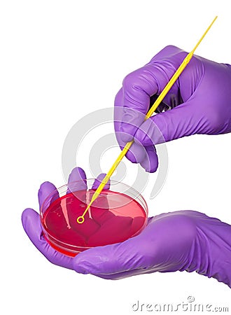 Inoculating Petri dish Stock Photo