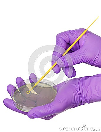 Inoculating Petri dish Stock Photo