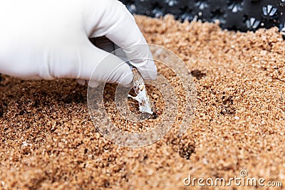 Inoculation with a mycelial fruiting pellets into growth medium chipped wood Stock Photo