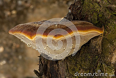 Inonotus hispidus growing on the apple tree trunk. Stock Photo