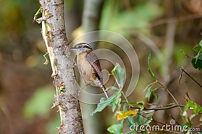 Inquisitive Carolina Wren Stock Photo