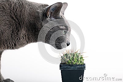 Inquisitive cat inspecting a spiny cactus Stock Photo