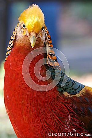 Inquisitive Golden Pheasant Stock Photo