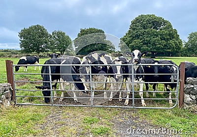 Inquisitive Irish Cows Stock Photo