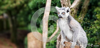 Inquisitive Lemur Stock Photo