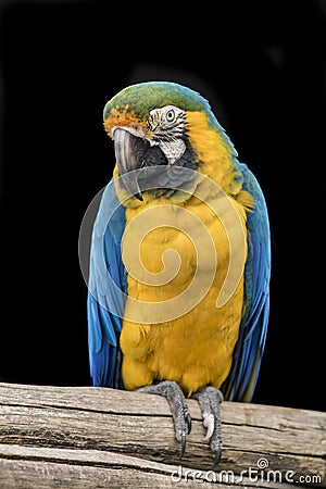 Inquisitive blue collard Macaw parrot Stock Photo