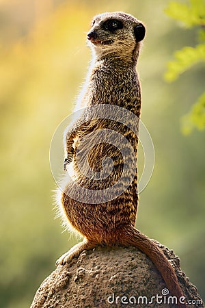 Inquisitive meerkat standing on a sun-drenched rock, surveying its environment. Stock Photo