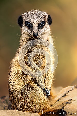 Inquisitive meerkat standing on a sun-drenched rock, surveying its environment. Stock Photo