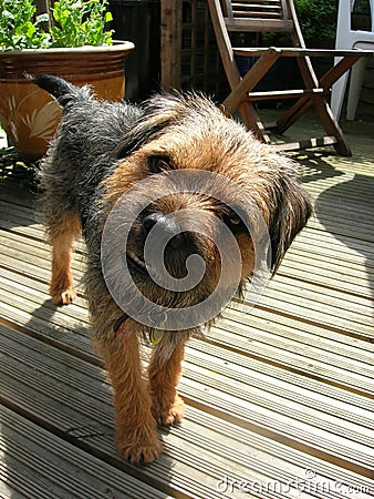 Inquisitive pooch Stock Photo
