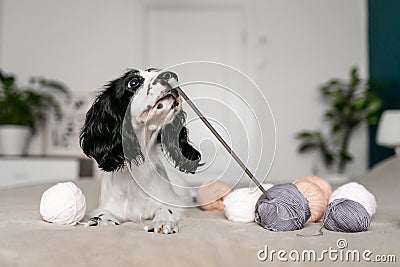 Inquisitive Spaniel Puppy Delights in Woolen Playthings on Bed Stock Photo