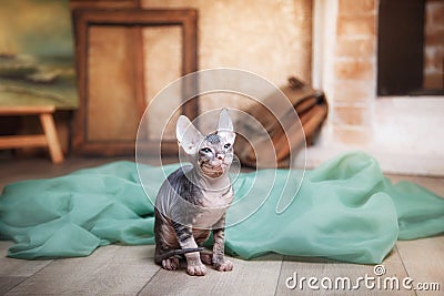 An inquisitive Sphynx cat adding a whimsical touch to the vintage setup Stock Photo