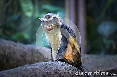 An inquisitive but suspicious Wolf`s Mona Monkey is observing its surroundings Stock Photo