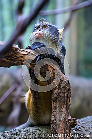 An inquisitive but suspicious Wolf`s Mona Monkey is observing its surroundings Stock Photo