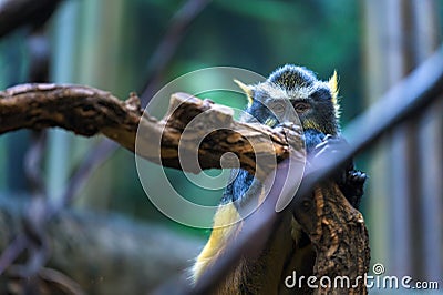 An inquisitive but suspicious Wolf`s Mona Monkey is observing its surroundings Stock Photo