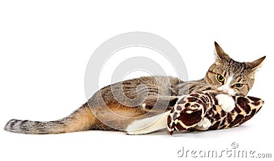 Insanity cat Stock Photo