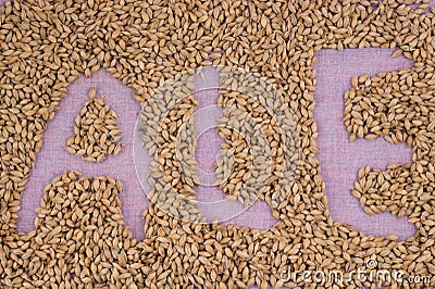 The inscription of ale with malt grains on a lilac textile background. Craft beer brewing from grain barley malt in process. Ale Stock Photo