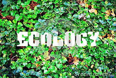 Inscription, Ecology on a background of green leaves. The concept of pure nature. Stock Photo