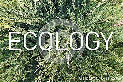 Inscription `Ecology` on the background of a living green plant Stock Photo