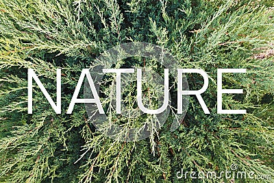 Inscription `Nature` on the background of a living green plant Stock Photo