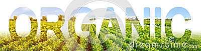 inscription Organic on the background of a field of potato plantation. Farming in ecologically clean areas and countries. growing Stock Photo