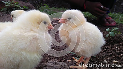 Insdian beautiful, cute hens chicks Stock Photo