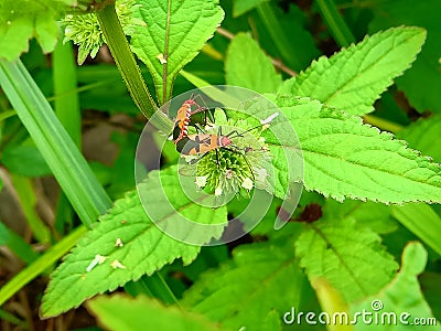 Insect An adult male tiny orange Mexican bean lady beetle, lady bug, lady bird Arthropoda: Insecta: Coleoptera: Coccinellidae: Ep Stock Photo