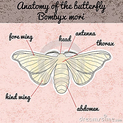 Insect anatomy. Sticker butterfly Bombyx mori. Sketch of butterfly. butterfly Design for coloring book. hand-drawn butterfly. Vector Illustration