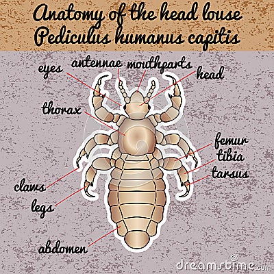 Insect anatomy. Sticker head human louse. Pediculus humanus capitis. Sketch of louse Vector Illustration