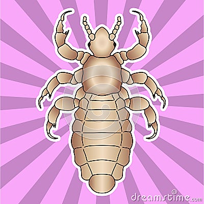 Insect anatomy. Sticker head human louse. Pediculus humanus capitis. Sketch of louse. louse Design for coloring book Vector Illustration