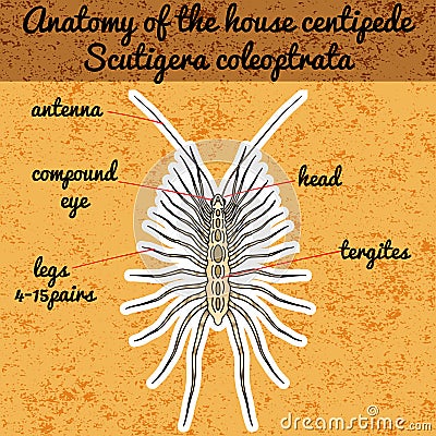 Insect anatomy. Sticker Scutigera coleoptrata. millipede. House centipede Sketch of millipede. Vector Illustration