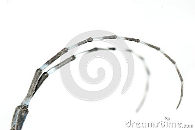 Insect antenna detail Stock Photo