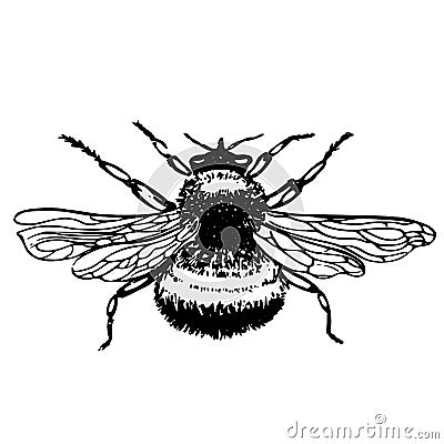 Insect bee - tattoo sketch Stock Photo