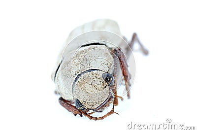 Insect beetle Stock Photo