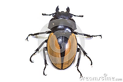 Insect, beetle, bug, in genus Odontolabis Stock Photo