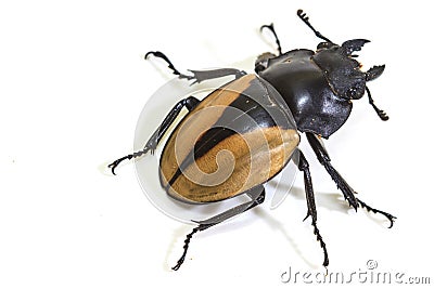 Insect, beetle, bug, in genus Odontolabis Stock Photo