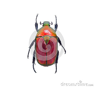 Insect Beetle, or bug on white Stock Photo