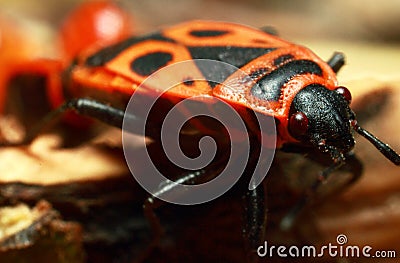 Insect beetle Stock Photo